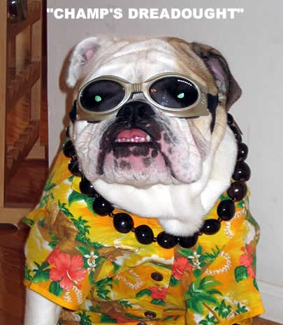 English Bulldog photos